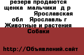 резерв:продаются 2 щенка (мальчики) д.р. 9.05.2017.  - Ярославская обл., Ярославль г. Животные и растения » Собаки   